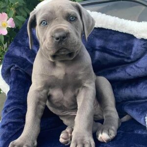 cane corso for sale