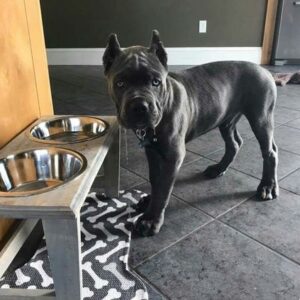 cane corso puppies price