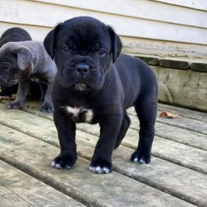 blue cane corso puppies for sale