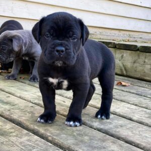 cane corso puppies ohio
