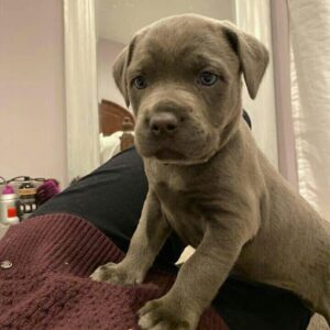 cane corso puppies for sale texas