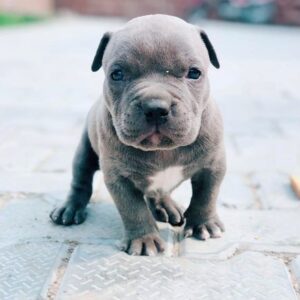 blue cane corso puppies